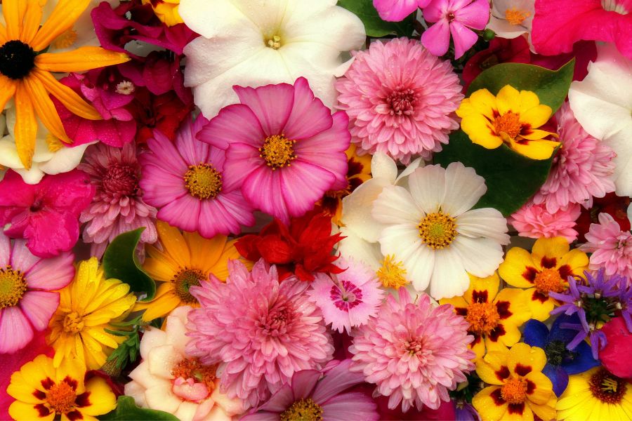 Kwiaty i ich znaczenie
